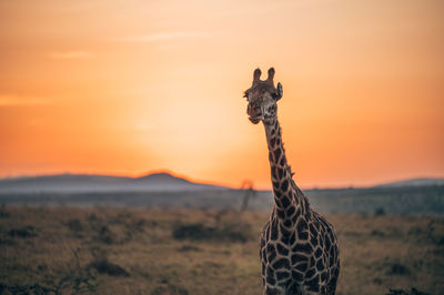 View of giraffe at sunset