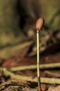 Close-up of mushroom growing outdoors