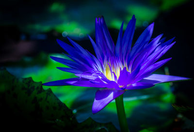 Close-up of purple water lily