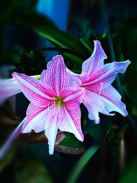 Close-up of fresh pink iris flower