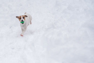 Dogs on snow covered field