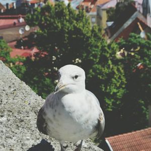 Close-up of pigeon perching on railing