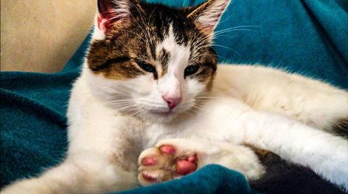 Close-up portrait of kitten on hand at home