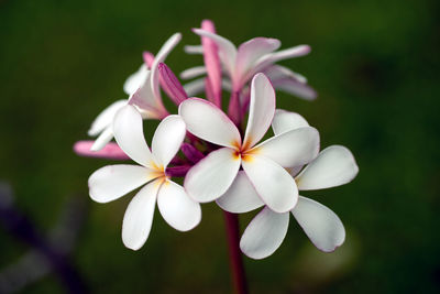 Close-up of frangipani blooming outdoors