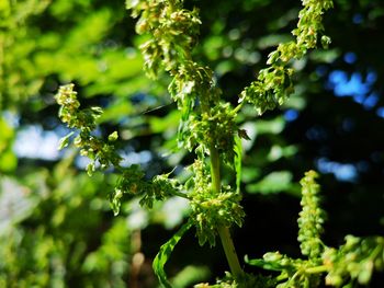 Close-up of white flowering plant