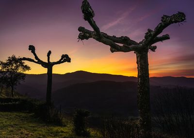 Silhouette tree on field against sky during sunset