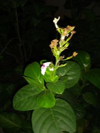 Close-up of green leaves on plant