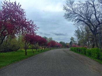 Road amidst trees against sky