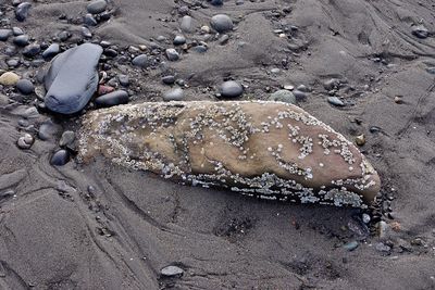 High angle view of crab on beach