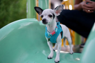 Portrait of dog