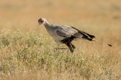 Side view of a bird on field