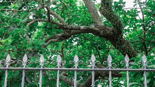 Low angle view of bird on tree