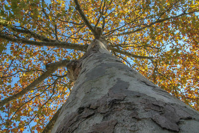 Low angle view of tree