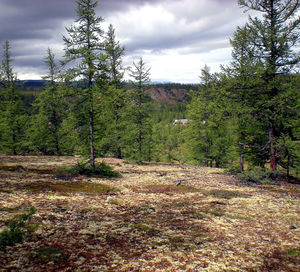 Scenic view of forest against sky