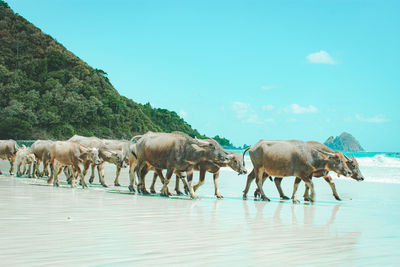 Herd of a horse in the water