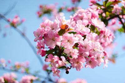 Close-up of pink cherry blossoms