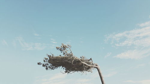 High section of trees against cloudy sky