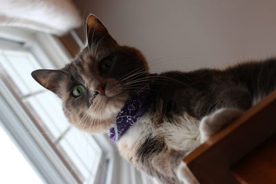 Close-up portrait of a cat at home