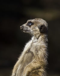 Close-up of meerkat