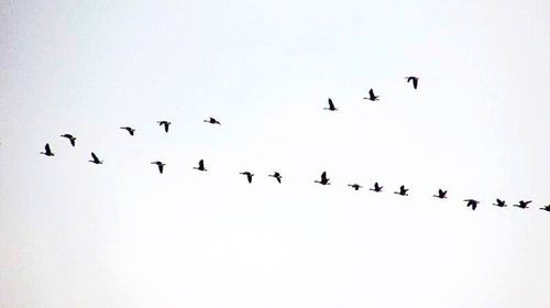 Low angle view of birds flying in sky