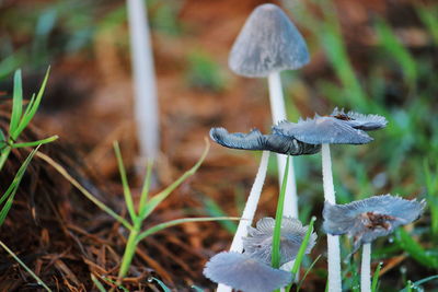 Close-up of mushroom growing outdoors