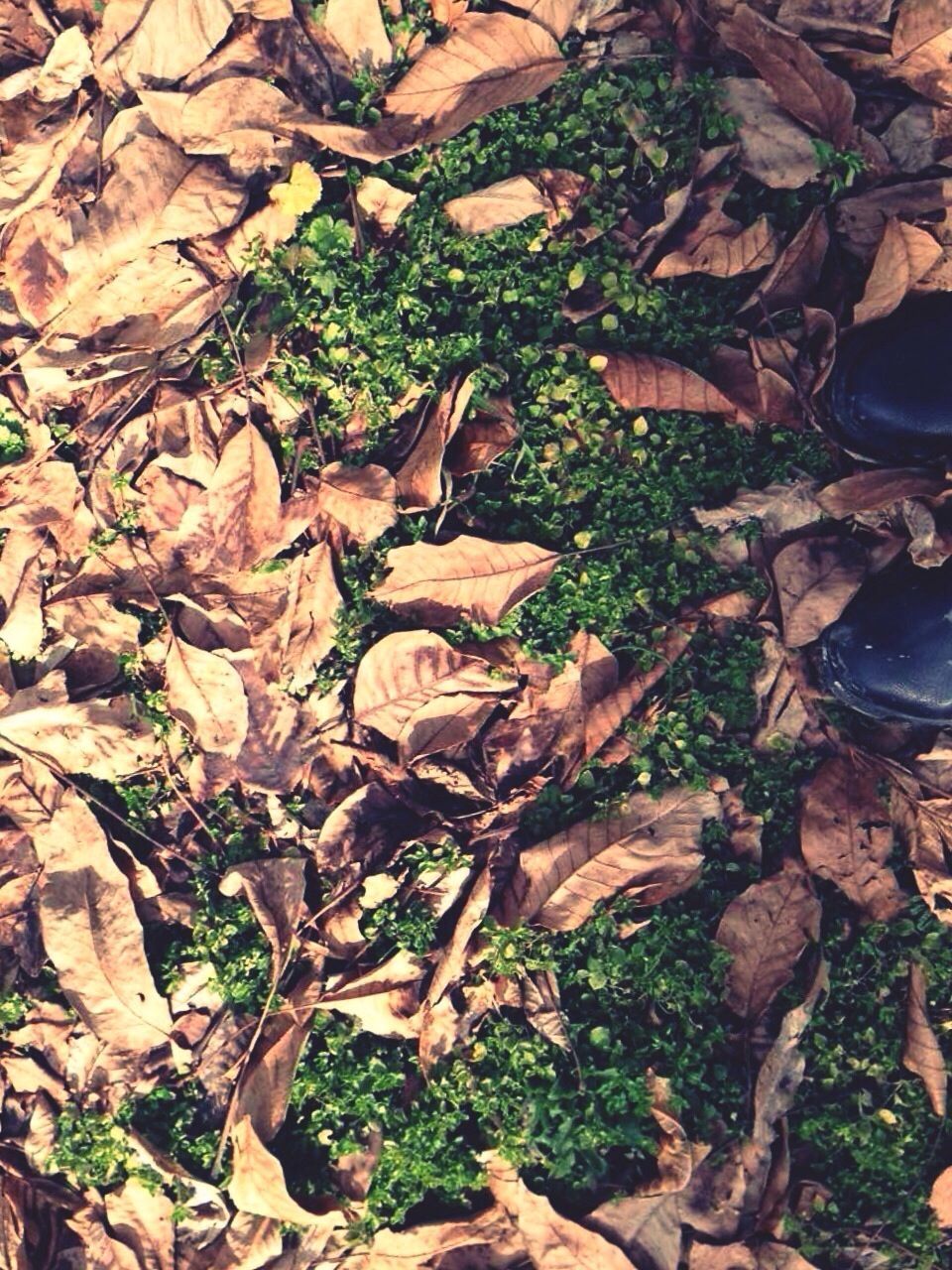 leaf, autumn, dry, change, leaves, high angle view, full frame, fallen, backgrounds, abundance, season, nature, field, ground, falling, day, natural pattern, outdoors, close-up, large group of objects