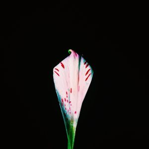 Close-up of red flower against black background