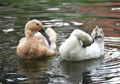 Swans swimming in lake