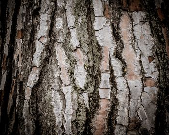 Close-up of tree trunk