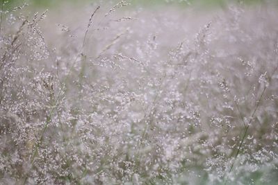 Close-up of wet plants during rainy season