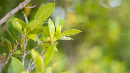 Close-up of leaves against blurred background