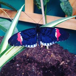 High angle view of butterfly on leaf