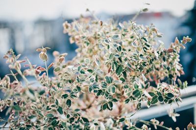 Close-up of plants against sky