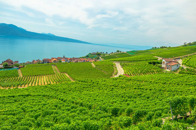 Scenic view of agricultural field against sky