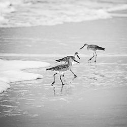 Birds on the beach