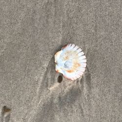 High angle view of crab on sand