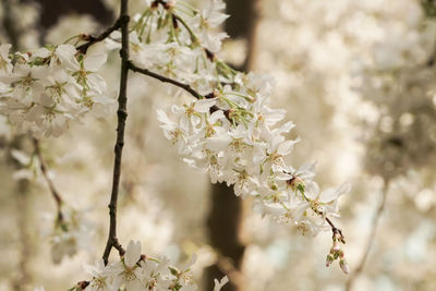 Close-up of insect on white flowers