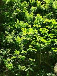 Trees and plants in forest