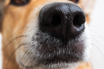 Close-up of dog