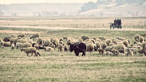 Flock of sheep grazing on field