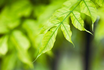 Close-up of leaves