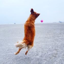 Dog on beach against sky