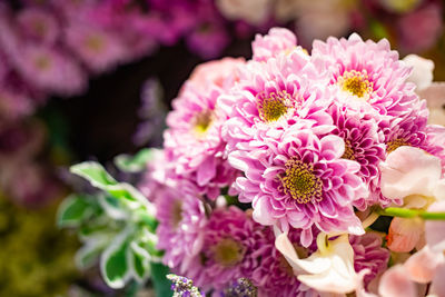 Close-up of pink flowering plant