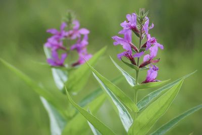 Purple flowers