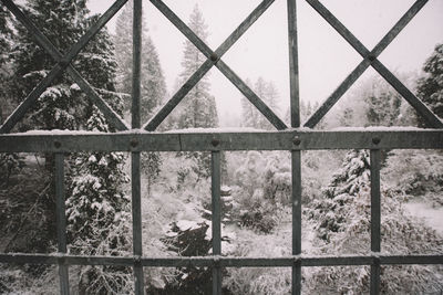 Trees and plants seen through fence