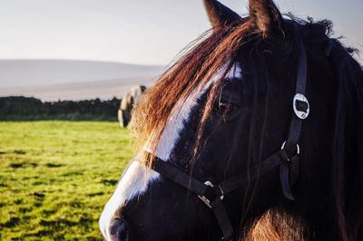 Close-up of horse on field