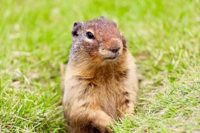 Close-up portrait of a rabbit on field