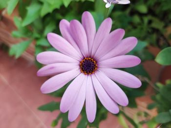 Close-up of purple flower