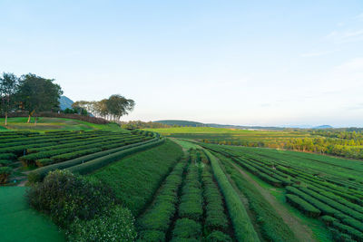 Scenic view of agricultural field against sky