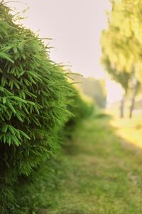 Close-up of fresh green plants on field against sky